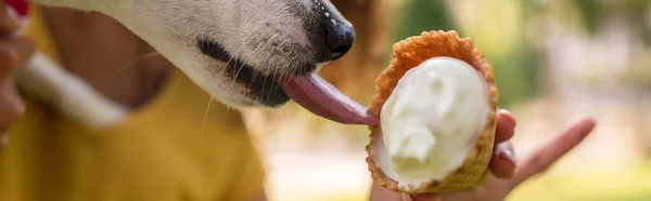 Horizontal Image Jack Russell Terrier Dog Licking Tasty Ice Cream — Stock Photo, Image