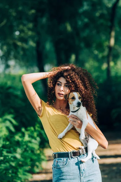 Genç Bir Kadın Kıvırcık Saçlara Dokunuyor Jack Russell Terrier Köpeğini — Stok fotoğraf
