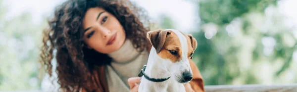 Jack Russell Terrier Köpekli Kıvırcık Kadın Seçici Odak Noktası Panoramik — Stok fotoğraf