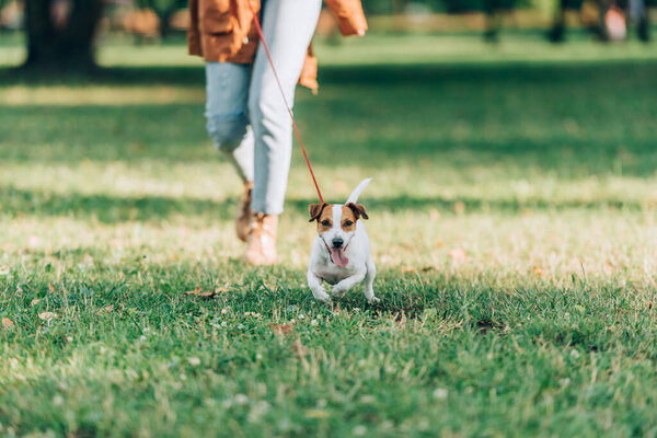 Selective focus of jack russell terrier running near woman on grass 