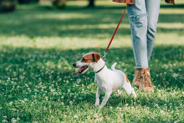 Valikoiva Painopiste Jack Russell Terrieri Kävely Hihnassa Lähellä Nainen Niitty — kuvapankkivalokuva