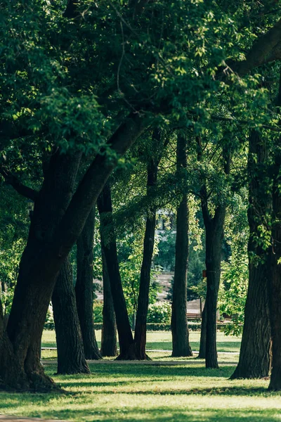 Selective focus of trees on meadow with green grass in summer park — Stock Image Selective Focus Trees Meadow Green Grass Summer Park Stock Picture