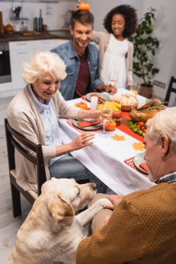 Golden Retriever 'ın seçici odak noktası, son sınıf öğrencisinin yanında sofrada çok kültürlü bir aileyle birlikte Şükran Günü yemeği.