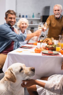 Şükran Günü 'nde aile beyaz şarap kadehlerini tokuştururken Afrikalı Amerikalı çocuğun Golden Retriever' ı okşamasının seçici odağı.