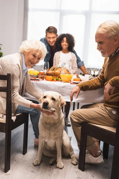 Senior Kvinna Stroke Golden Retriever Tacksägelsedagen Firande Med Multietnisk Familj — Stockfoto