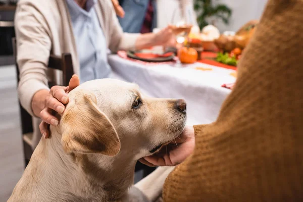 Visão Parcial Casal Sênior Acariciando Golden Retriever Durante Jantar Ação — Fotografia de Stock