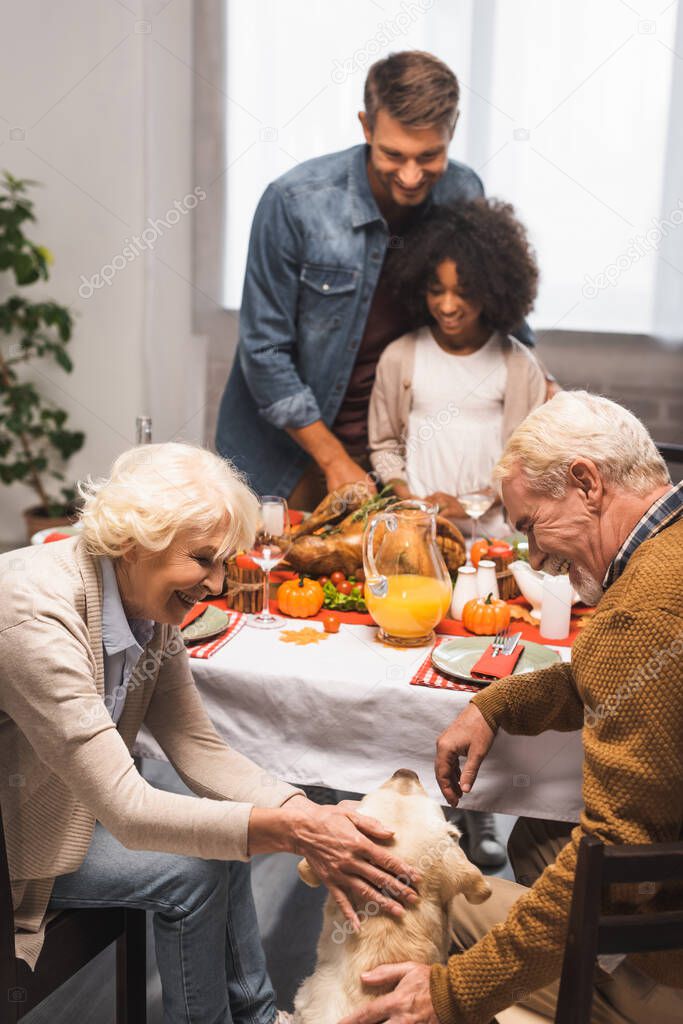 senior couple stroking golden retriever during thanksgiving dinner with multicultural family