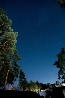 Düşük açılı yıldızlı gece gökyüzü ve açık havada ağaçlar. 