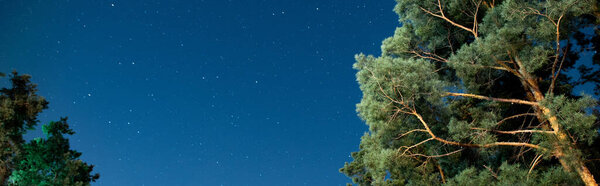 Panoramic shot of trees and starry sky at night 