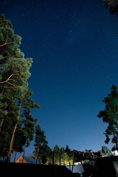 Low angle view of starry night sky and trees outdoors 