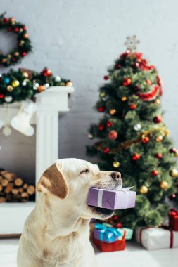 Süslü oturma odasındaki Noel ağacının yanında dişlerinde köpek var. 