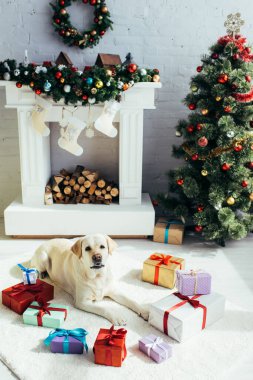 Labrador hediyelerin yanında yatıyor ve dekore edilmiş oturma odasında Noel ağacı var. 