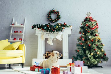 Labrador hediyelerin yanında yatıyor ve dekore edilmiş oturma odasında Noel ağacı var. 