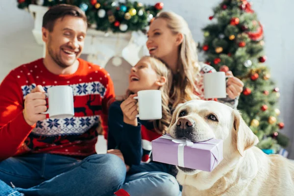 Labrador Holding Present Joyful Family Sweaters Cups Hands Blurred Background — Stock Photo, Image