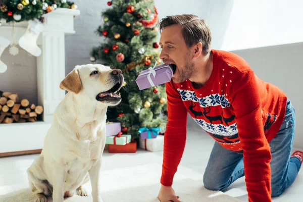 Man Sweater Holding Present Teeth Labrador Decorated Christmas Tree — Stock Photo, Image