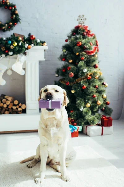 Labrador Håller Närvarande Tänder Nära Julgran Dekorerat Vardagsrum — Stockfoto