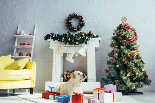 拉布拉多人躺在装饰过的客厅里的礼物和圣诞树旁 — 图库照片