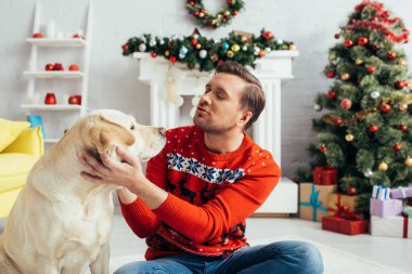Kırmızı kazaklı adam yılbaşı ağacının yanında Labrador 'a sarılıyor.