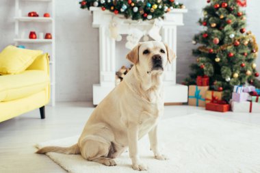 Labrador, Noel ağacı ve şöminenin yanındaki dekore edilmiş oturma odasında oturuyor.
