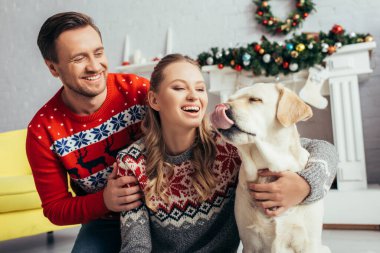 Süveter ören mutlu kadın Noel 'de dekore edilmiş dairede kocasının yanında Labrador' a sarılıyor. 