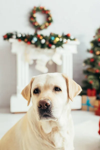 Labrador Apartamento Navidad Decorado Sobre Fondo Borroso — Foto de Stock