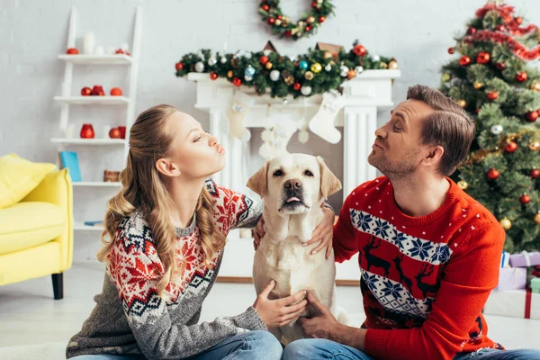 穿着针织毛衣 抱着拉布拉多人 在装饰过的公寓里互相凝视着对方的快乐夫妻 在圣诞节 — 图库照片
