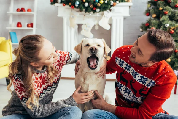 Joyful Couple Knitted Sweaters Hugging Labrador Yawning Decorated Apartment Christmas — Stock Photo, Image