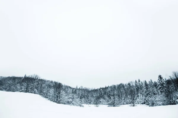 Ciel dégagé et arbres enneigés dans les Carpates — Photo de stock
