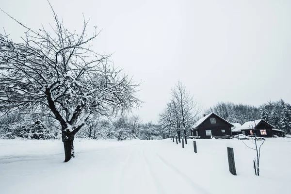 Arbres recouverts de neige blanche et maisons en bois dans les Carpates — Photo de stock