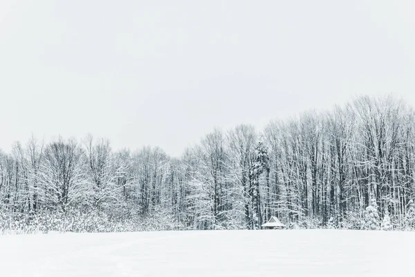 Paesaggio di montagne carpatiche innevate e foresta in inverno — Foto stock