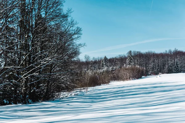 Dia ensolarado de neve na floresta nas montanhas dos Cárpatos — Fotografia de Stock