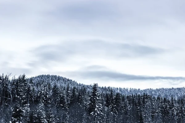 Сосни вкриті снігом і хмарним небом в Карпатах — стокове фото