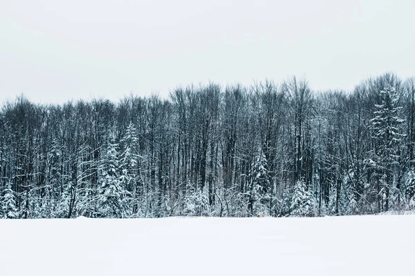 Краєвид Карпатських гір з білим снігом, чисте небо і дерева — стокове фото