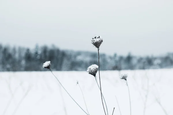 Selektiver Fokus von mit Schnee bedeckten trockenen Feldblumen — Stockfoto