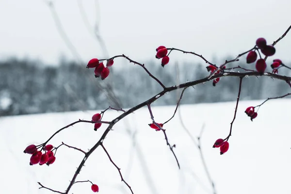 Foco seletivo de bagas vermelhas geladas no ramo seco no inverno — Fotografia de Stock
