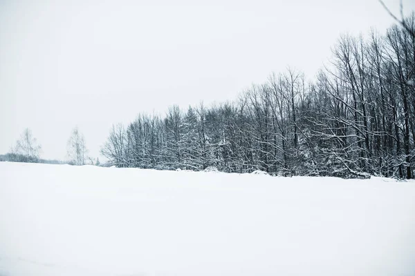 Dry trees cover with snow in carpathians — Stock Photo