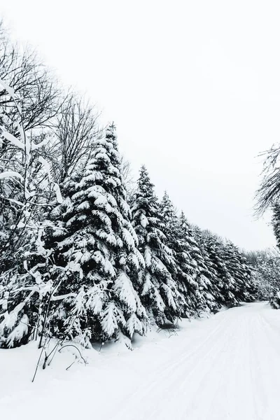 Abetos cubiertos de nieve en el bosque blanco de invierno en las montañas de los Cárpatos - foto de stock