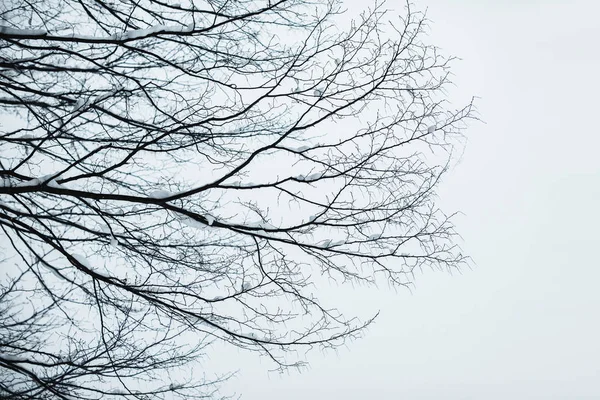 Branches d'arbres secs avec neige contre ciel bleu clair — Photo de stock