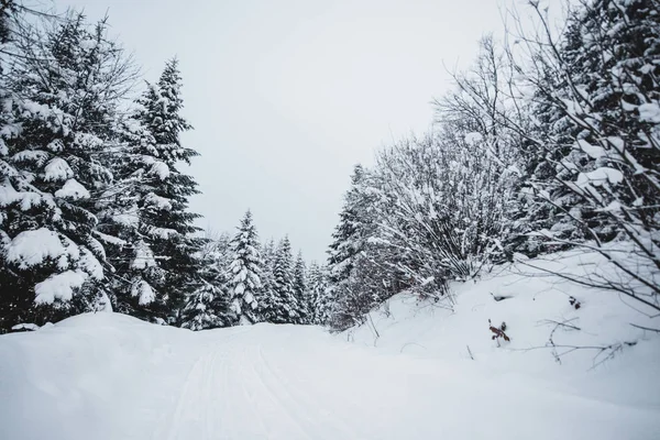 Route dans les montagnes carpates recouvertes de neige parmi les épicéas — Photo de stock