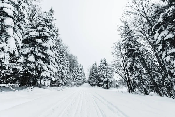 Road in carpathian mountains covered with snow among spruces — Stock Photo