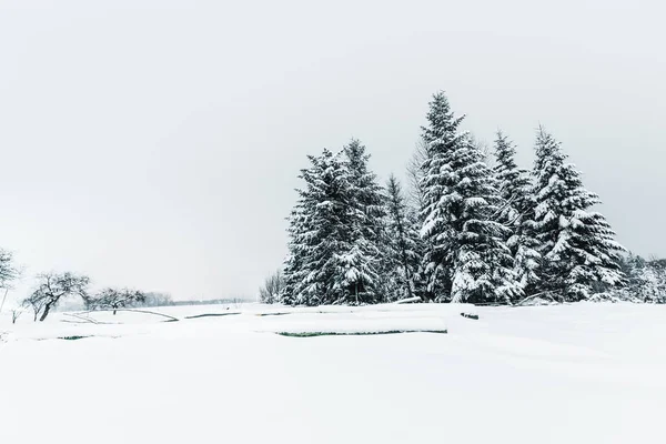 Abetos cubiertos de nieve en las montañas de los Cárpatos - foto de stock