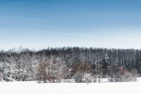 Cielo azzurro chiaro e alberi secchi nei carpazi innevati — Foto stock