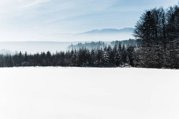 Cielo nublado azul y bosque nevado de montaña de invierno en los Cárpatos - foto de stock