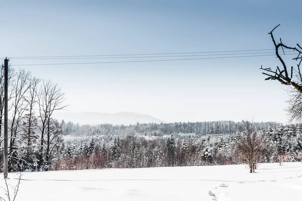 Bosque blanco nevado en las montañas de los Cárpatos con cielo azul claro - foto de stock