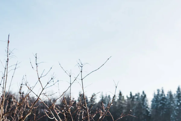 Вибірковий фокус на гілках сухого дерева взимку — стокове фото