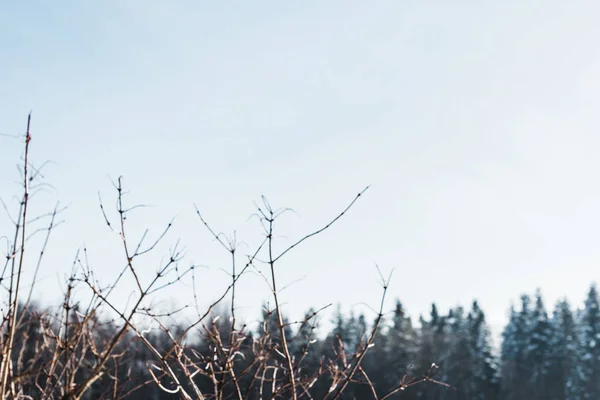 Foyer sélectif des branches d'arbres secs en hiver — Photo de stock