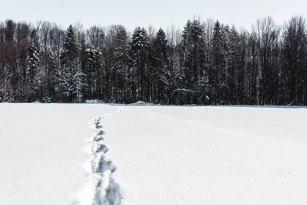 Alberi nella foresta invernale con impronte sulla neve nelle montagne carpatiche — Foto stock