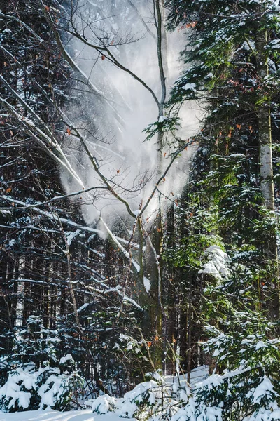 Forest in carpathians with sunshine through green trees branches — Stock Photo