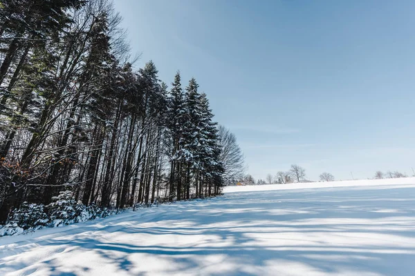 Hohe trockene Bäume in den Karpaten mit Schatten auf Schnee — Stockfoto