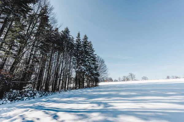 Árboles altos y secos en las montañas de los Cárpatos con sombras en la nieve - foto de stock